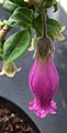 Latua pubiflora ( Griseb. ) Baillon single flower
