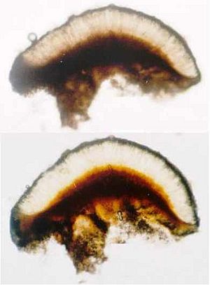 Lecidella carpathica (EU1)