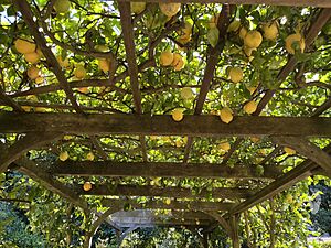 Lemon tree at Lotusland