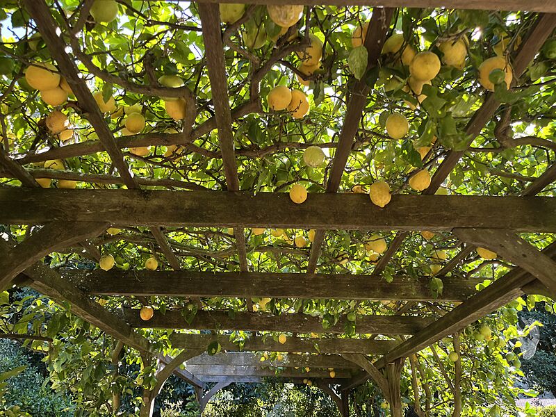 Lemon tree at Lotusland