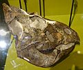 Leptoceratops skull Royal Tyrrell