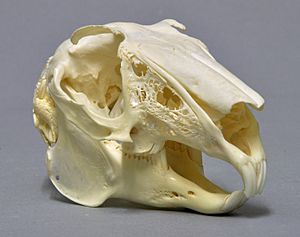 Lepus europaeus 03 MWNH 1534