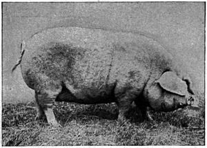 Lincolnshire Curly Coat sow, from Morrison 1928.jpg