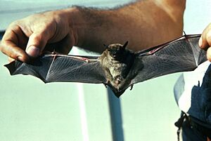 Little Brown Bat FWS