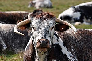 Longhorn cattle at clumber park