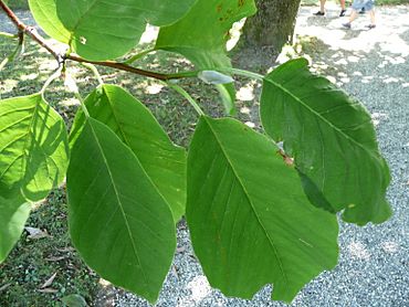 Magnolia acuminata leaves 01 by Line1