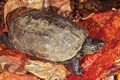 Mauremys reevesii