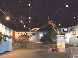 Mesa-Museum of Natural History-Pterosaurs