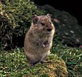 Microtus miurus crop