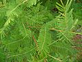 Mimosa verrucosa03