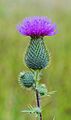 Mooie bloeiwijze van een Speerdistel (Cirsium vulgare) 03