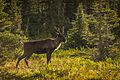 Mountain-type Woodland Caribou