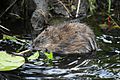 Muskrat