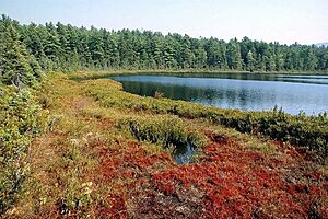 NH Heath.Pond.Bog 1024x682 edit nll.nps