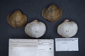 Naturalis Biodiversity Center - RMNH.MOL.327113 - Epioblasma sampsonii (Lea, 1862) - Unionidae - Mollusc shell