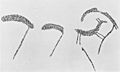 Neolithic rock engaving depicting scythes, Norway. Wellcome M0014997