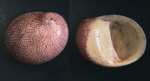 Neritina puncticulata 000