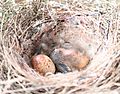 Noisy miner chick and egg
