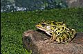 Northern leopard frog 1