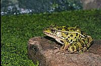 Northern leopard frog 1.jpg