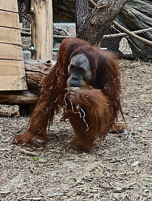 Orangutan sumatrzański – Sumatran orangutan – Pongo abelii