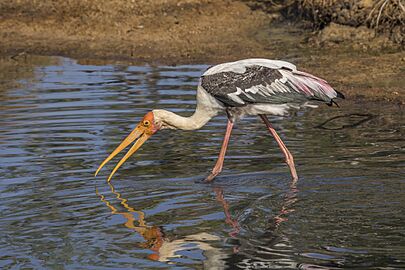 Painted stork (Mycteria leucocephala) catching fish 1 of 3