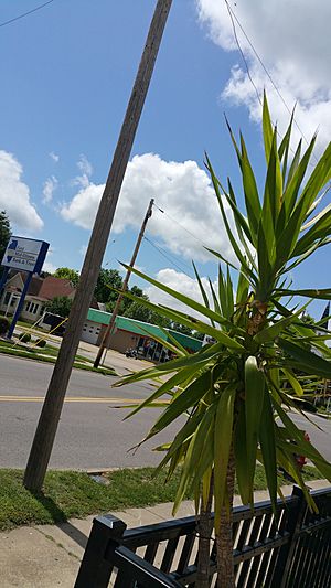 Palm Tree in Musphysboro, Illinois