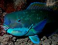 Parrotfish turquoisse