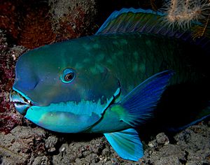 Parrotfish turquoisse