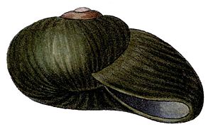 Paryphanta busbyi shell