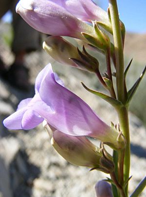 Penstemon scariosus albifluvis.jpg