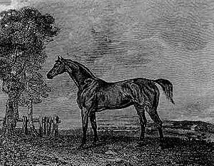 Phantom Derby winner