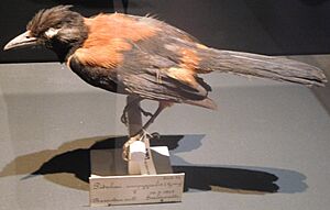 Pitohui kirhocephalus at Naturalis.jpg