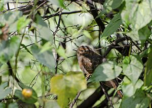 Plaintive Cuckoo Immature