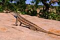 Plateau Lizard Sceloporus virgatus