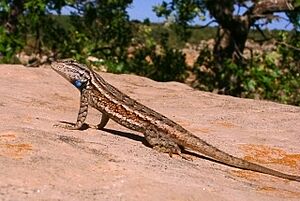 Plateau Lizard Sceloporus virgatus