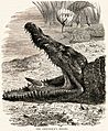 PloverCrocodileSymbiosis