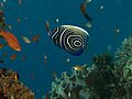 Pomacanthus imperator (Emperor angelfish) juvenile Timor