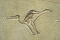 Pterodactylus micronyx - IMG 0677