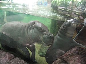 Pygmy hippos, Singapore Zoo