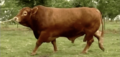 Red Brangus Bull