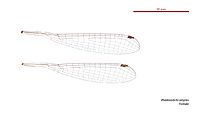 Rhadinosticta simplex female wings (34762638955)