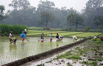 Rice plantation in Java