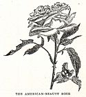 Rosa American Beauty illustration.jpg