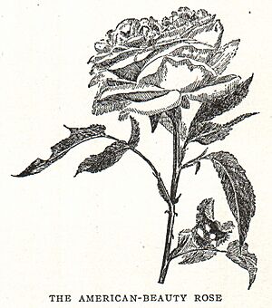 Rosa American Beauty illustration