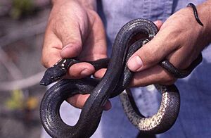 Round Island Boa