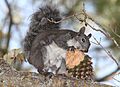 SQUIRREL, WESTERN GRAY (scurius griseus) (8-21-09) santa margarita lake, slo co, ca -01 (3843297381)
