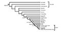 Sapindales phylogeny