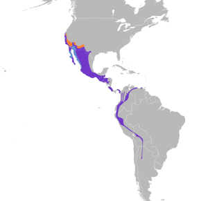 Sayornis nigricans map.svg