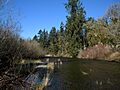 River flowing between a mix of coniferous trees and leafless shrubs